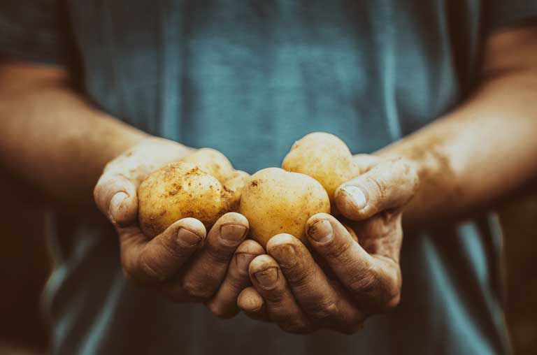 Kartoffeln Region, Hand hält Kartoffeln