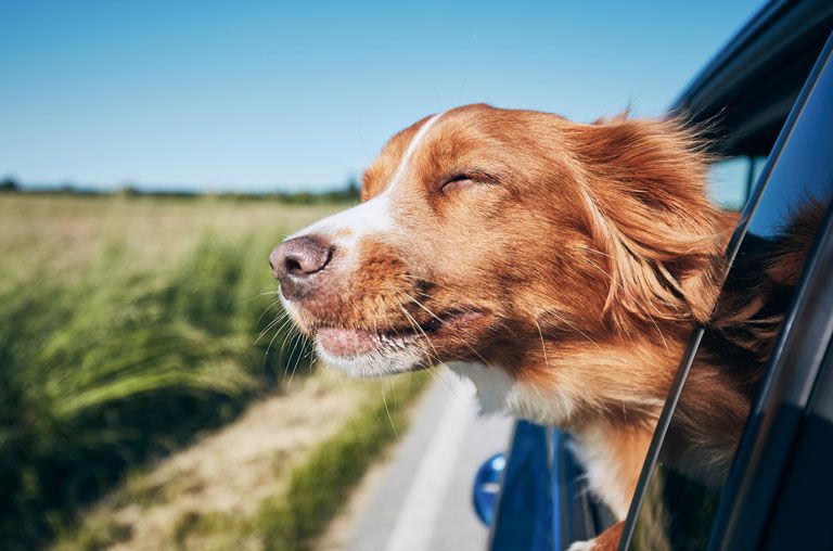 Hund mit Kopf aus Fenster genießt die Fahrt und den Sommer